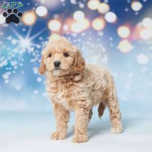 Sunshine, Mini Goldendoodle Puppy